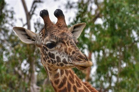 Free Stock Photo Of Animal Giraffe Nature