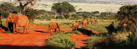 4 Days Safari Tsavo East Amboseli And Taita Hills