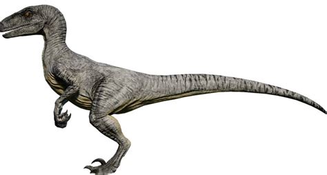Velociraptor Jurassic World Evolution Wiki Fandom In 2021