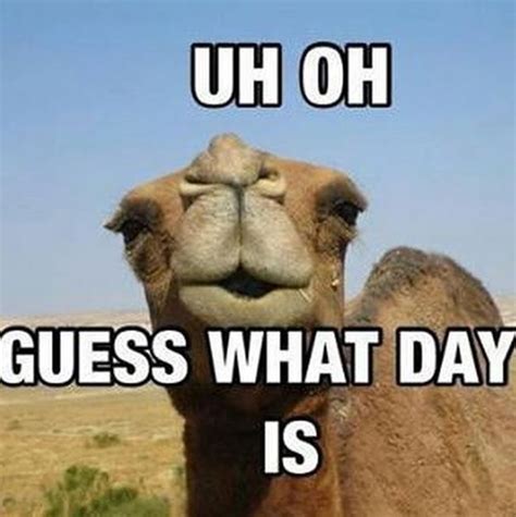 Happy Hump Day Everyone Camels Funny Bones Funny Funny Meme Pictures