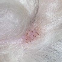 Hunde und katzen gehören zu den hauptüberträgern von parasiten. Hund hat schwarze punkte auf der haut.. (Tiere, Krankheit ...