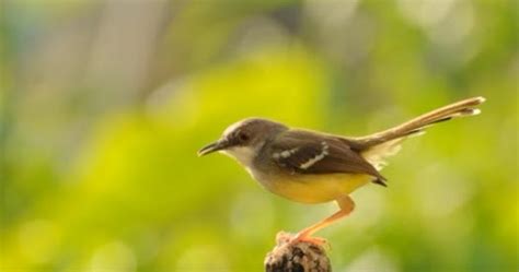 Burung Ciblek - Kumpulan Jenis Burung Ciblek Paling Lengkap Di Indonesia - Penangkaran Burung Ciblek