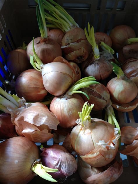Storage Onion Trials Pt 2 Miles Away Farm Blog