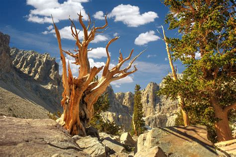 Bristlecone Pine Great Basin National Park Great Basin National Park