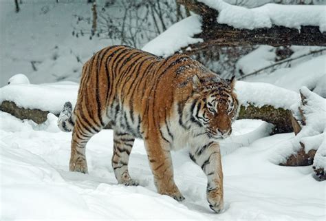 Амурский тигр Внешний вид образ жизни фото