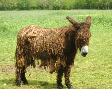 Poitou Donkey Alchetron The Free Social Encyclopedia