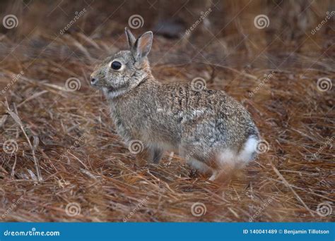A Cottontail Rabbit In Winter Stock Image Image Of Central