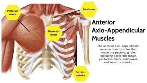 Anterior Axio Appendicular Muscles By Emma Handler On Prezi