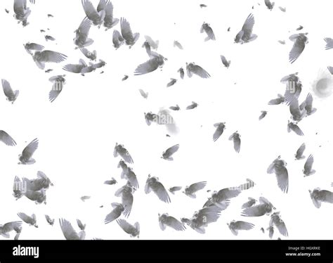 Composite Of A Beautiful White Doves In Flight Over White Background