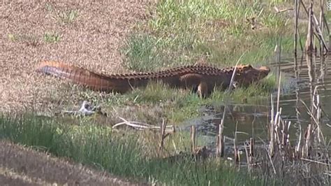 Orange Alligators Raising Eyebrows In South Carolina Cnn Video