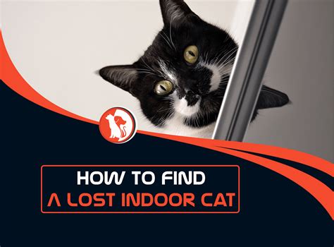 Focus your efforts on a thorough search spreading the word and flyers around. How to Find a Lost Indoor Cat
