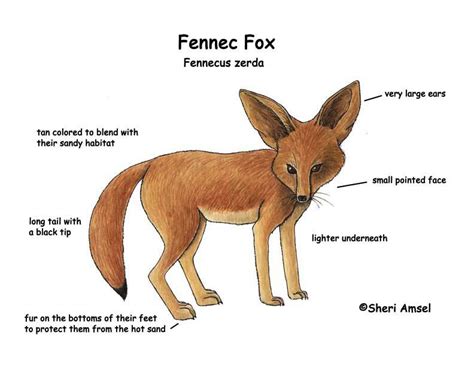 A camel is a horse made by a committee. Fennec Fox - Environmental adaptations