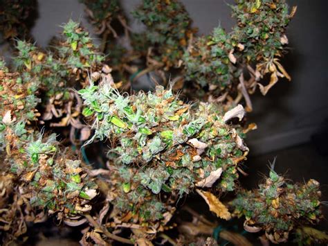 Plants grown vegetatively do not require a dark period, and therefore you could give them as much as 24 hours of light per day. LED Grow Lights Can Burn Cannabis Buds?! | Grow Weed Easy