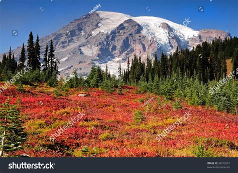 Paradise Meadows Covered With Autumn Colors At Mount Rainier National