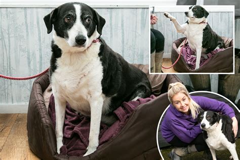 Britains Loneliest Dog Bess Has Spent 10 Years At A Rescue Centre