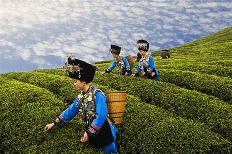 Top Places In China To Enjoy Tea Tea Growing Cities In