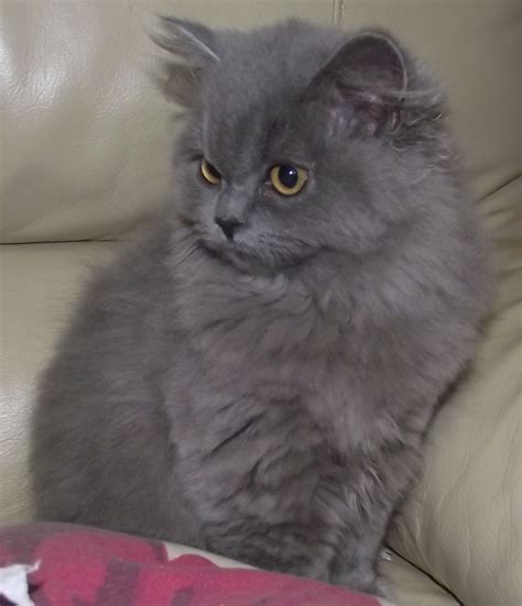 Buy and sell british shorthairs kittens & cats uk with freeads classifieds. blue and lilac british longhair kittens | Wisbech ...