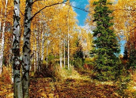 Осенние деревья - красивые картинки (28 фото) • Прикольные картинки и ...