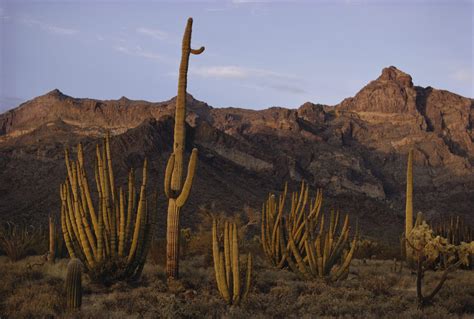 Desert Biome Characteristics