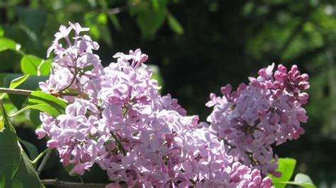 Lilac Season In Full Bloom
