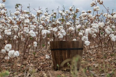 The Environmental Impact Of Cotton · One Wild Thing