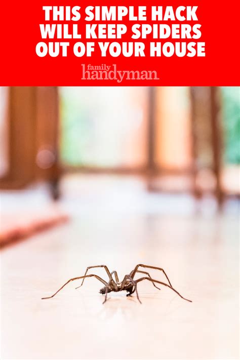 Does This Simple Hack Keep Spiders Out Of Your House Simple Tricks
