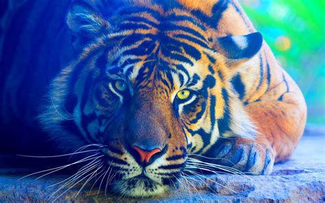 Tiger Cat Predator Cats Fantasy Asian Oriental Nature Jungle Wallpapers Hd Desktop And