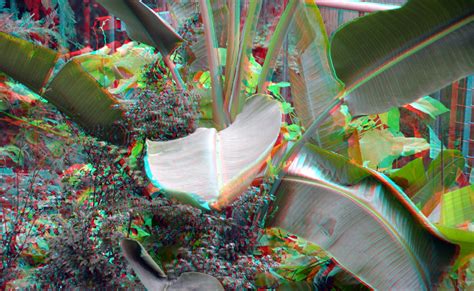 Hortus Amsterdam 3d Anaglyph Stereo Redcyan Wim Hoppenbrouwers