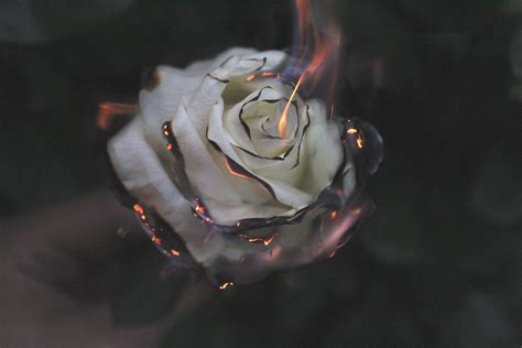 1920x1080 Rose Fire Photography Smoke Laptop Full Hd 1080p Hd 4k Wallpapers Images Backgrounds