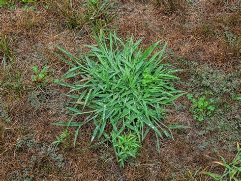 How To Beat Crabgrass With Tiftuf Bermudagrass