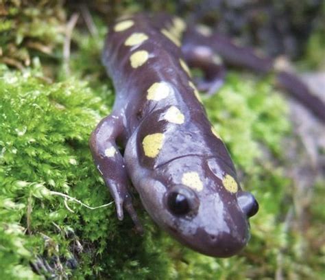 Spotted Salamander Ambystoma Maculatum Salamander Incredible