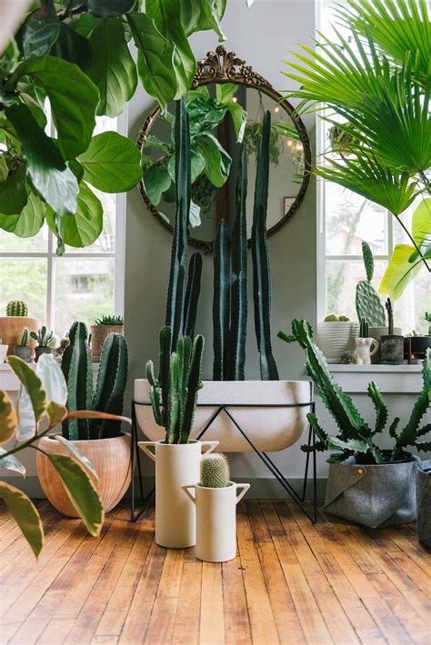 Living Room Indoor Plant Ideas Reformationrevival