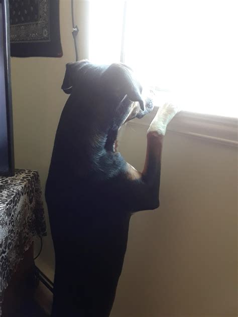 She has finally grew tall enough to look out the window : r/aww