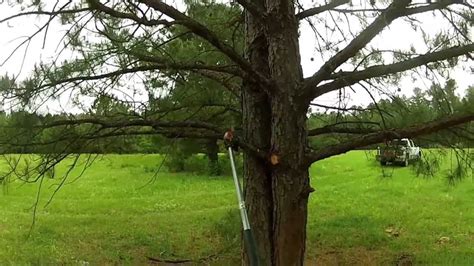 Pruning Pine Trees Youtube