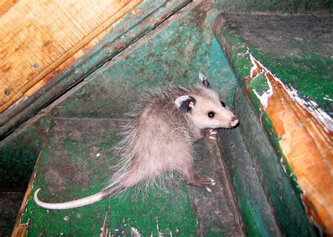 Opossums Wildlife Control Solutions