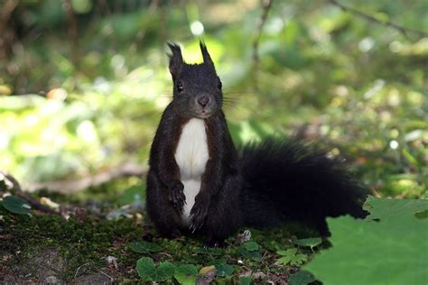 Black Squirrels Facts And Ways To Get Rid Of Them Pest Wiki