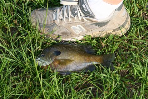 Bluegill Fishing Tips For The Spring Great Days Outdoors