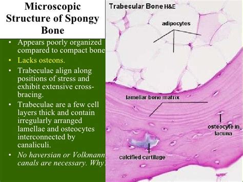 Bone Cross Section Slide Labeled Bone Histology Vertebra And Spinal