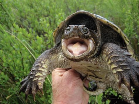 Common Snapping Turtle Pet