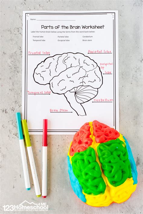 Parts Of The Brain Activity For Kids Brain Diagram And Worksheets For
