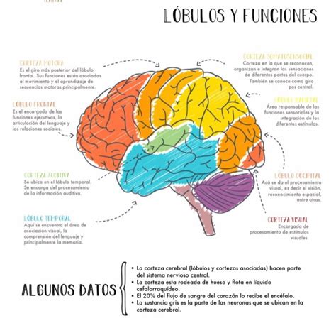 Lóbulos Del Cerebro Anatomia Del Cerebro Humano Lobulos Del Cerebro