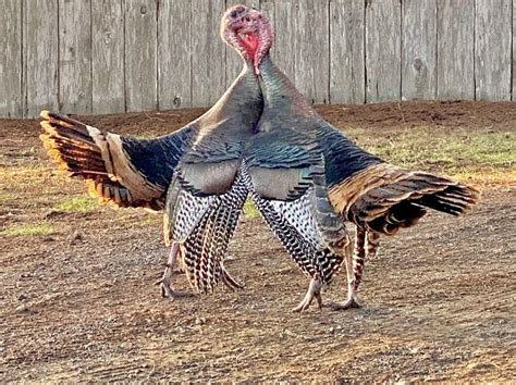 Two Tom Turkeys Fighting As Photographed And Videoed By Grace Omalley