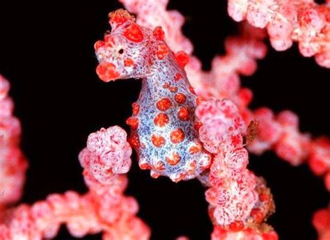 The Amazing Pygmy Seahorse Now You See Me The Ark In Space