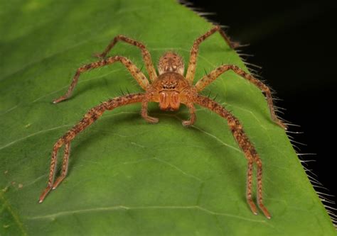 Huntsman Spider Pseudopoda Sp Sparassidae Puer Yunna Flickr