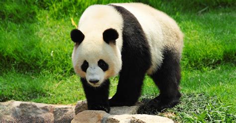 Giant Panda No Longer Endangered ~ General Knowledge