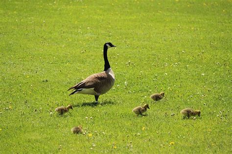 Goose Bustard Birds Water Geese Plumage Animals Nature Piqsels