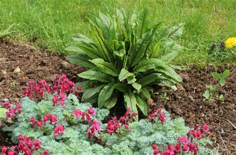 Plantele de rumex sanguineus sunt cultivate in romania ca plante decorative prin frunze in gradini sau ca leguma, in gradinile de legume. Seminte si plante de gradina hobby: Macris