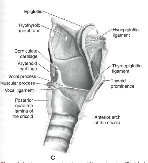 Phonatory System Larynx Sagittal View Diagram Quizlet The Best Porn Website