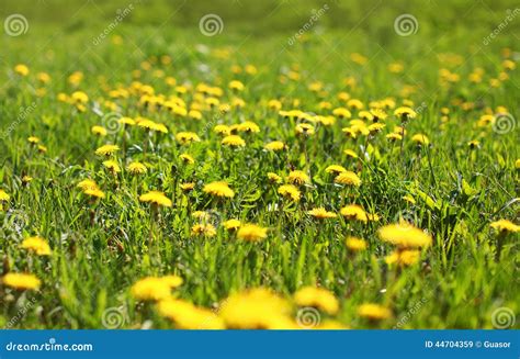 Zonnige De Lente Achtergrondgebieds Gele Paardebloemen Stock Afbeelding