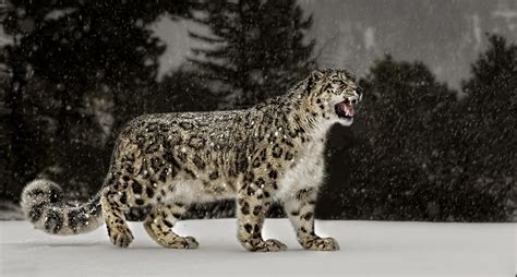 Snow Leopards Snow Nature Animals Big Cats Wallpaper Coolwallpapersme